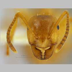 Lasius przewalskii Ruzsky, 1915 frontal