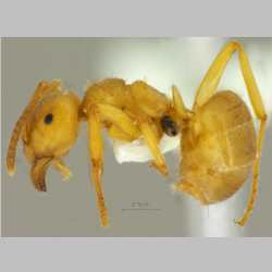 Lasius przewalskii Ruzsky, 1915 lateral