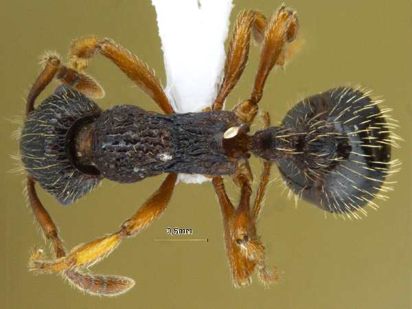 Leptothorax muscorum dorsal