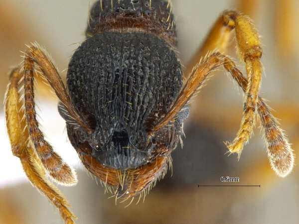 Leptothorax muscorum frontal