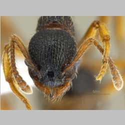 Leptothorax muscorum Nylander, 1846 frontal