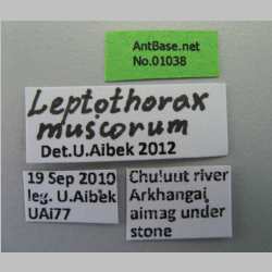 Leptothorax muscorum Nylander, 1846 label