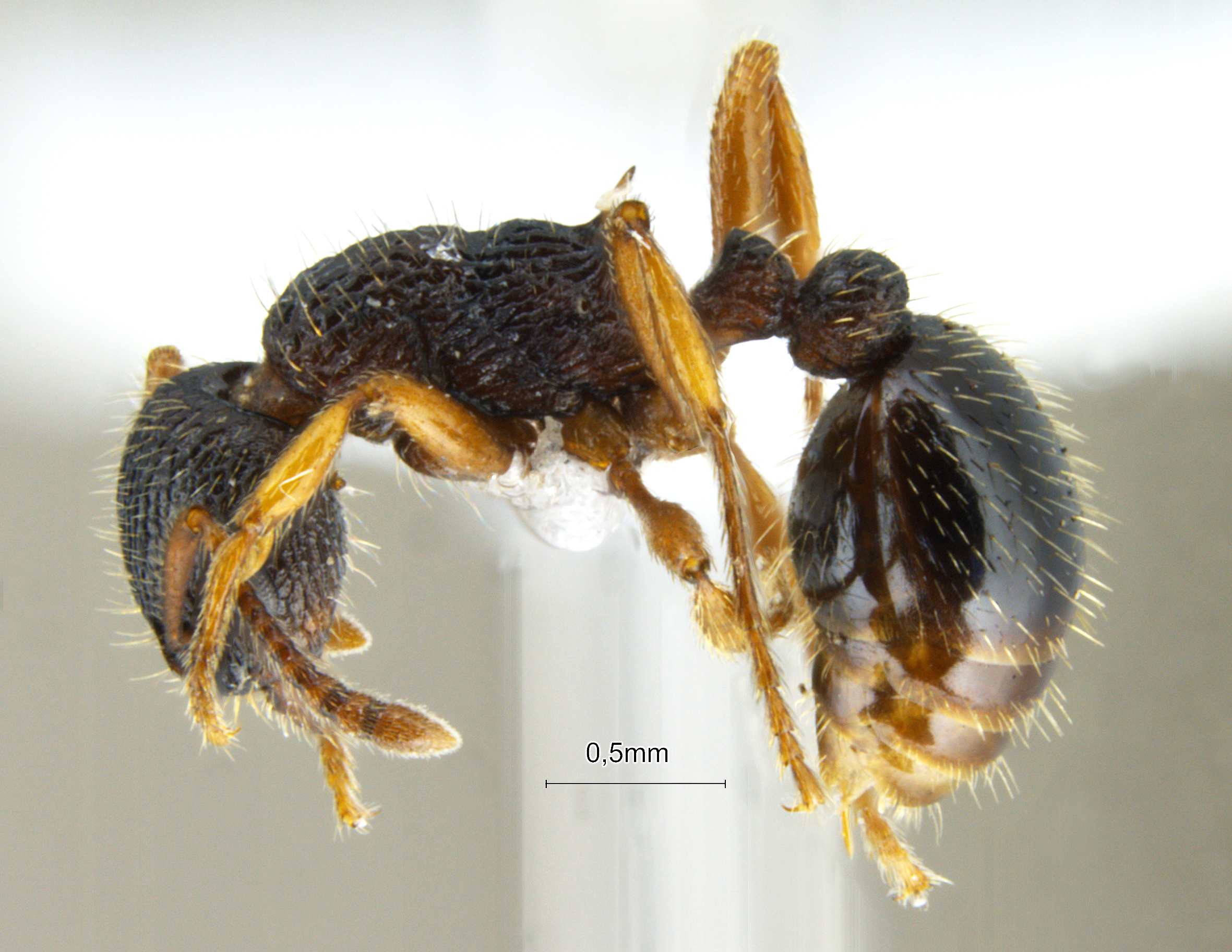 Leptothorax muscorum lateral