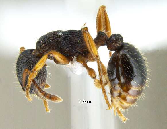 Leptothorax muscorum lateral