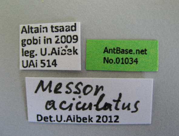 Messor aciculatus label
