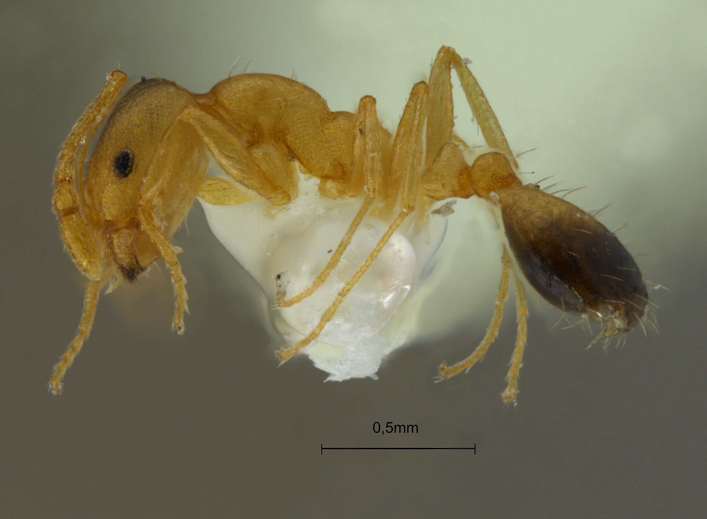 Monomorium pharaonis lateral