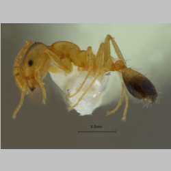 Monomorium pharaonis Linnaeus
, 1758 lateral