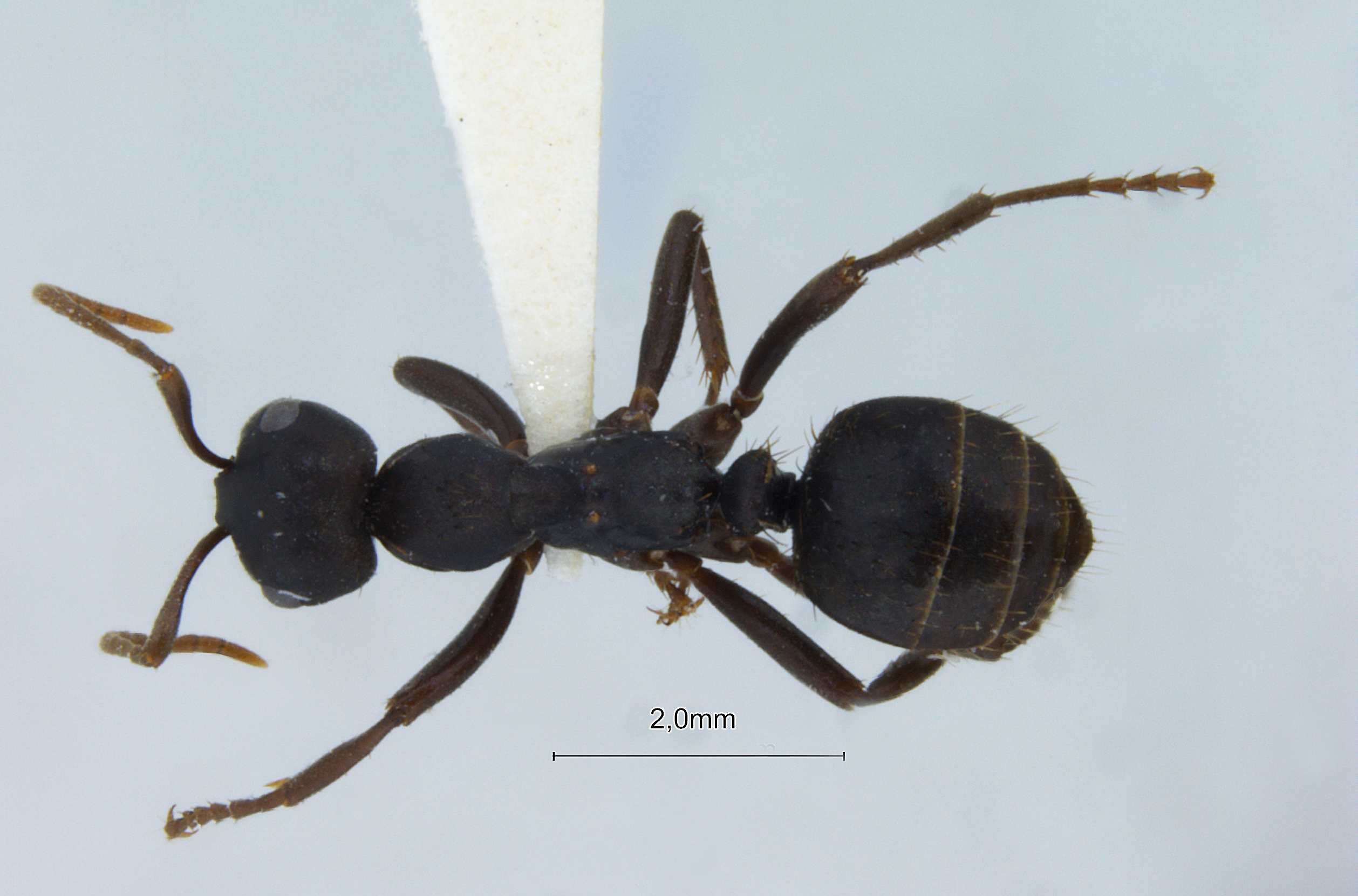 Polyergus nigerrimus dorsal