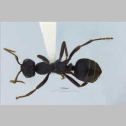 Polyergus nigerrimus Marikovsky, 1963 dorsal