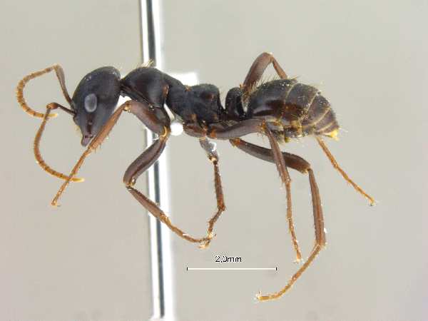 Polyergus nigerrimus lateral