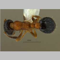 Temnothorax mongolicus Pisarski, 1969 dorsal