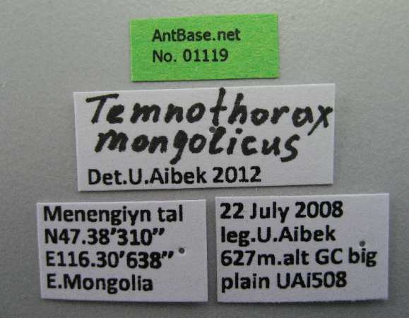 Temnothorax mongolicus label