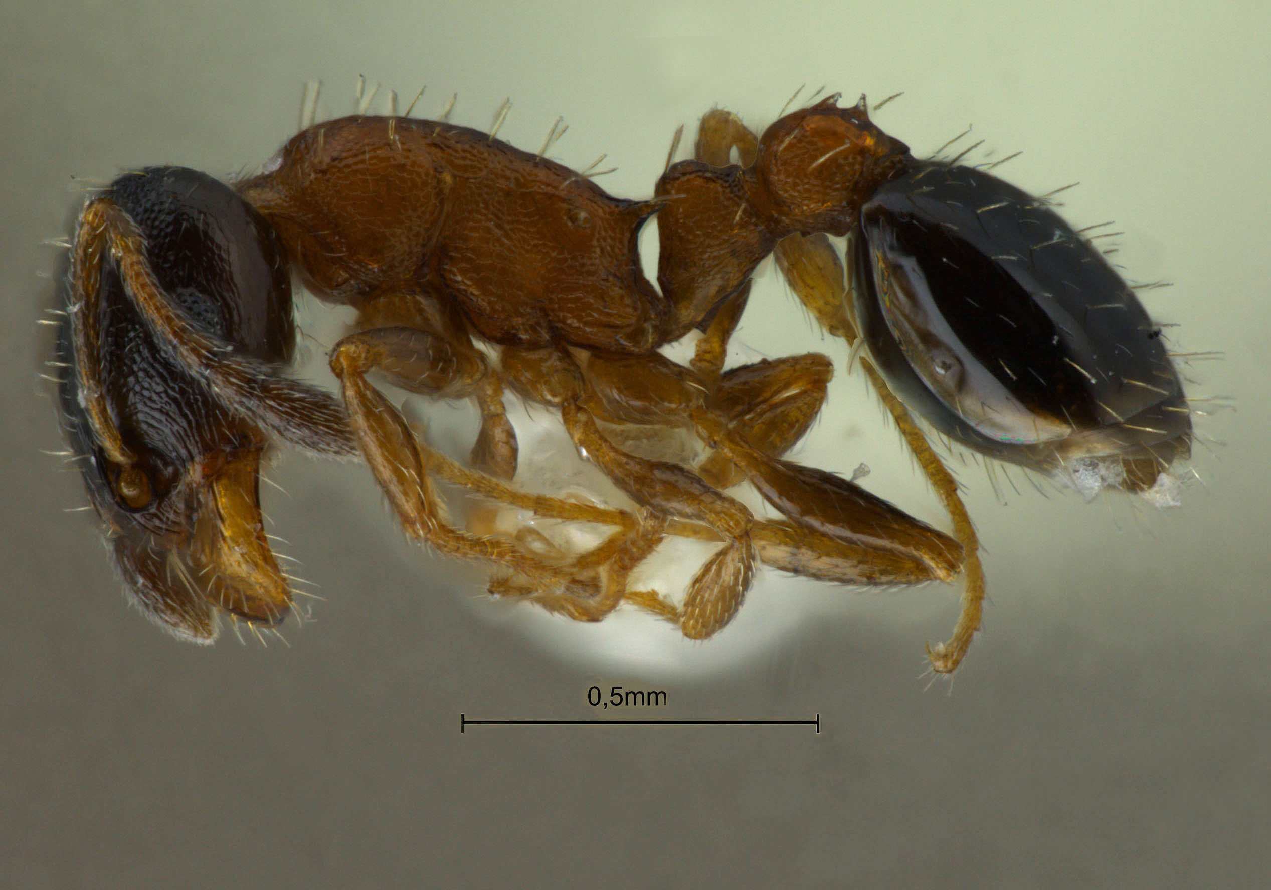 Temnothorax mongolicus lateral
