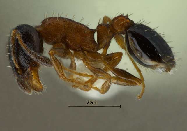 Temnothorax mongolicus lateral