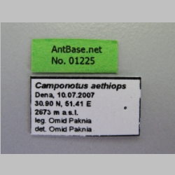 Camponotus aethiops Latreille, 1798 label