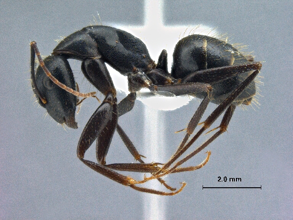 Camponotus aethiops lateral