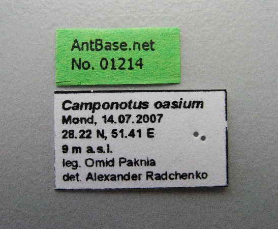 Camponotus oasium label