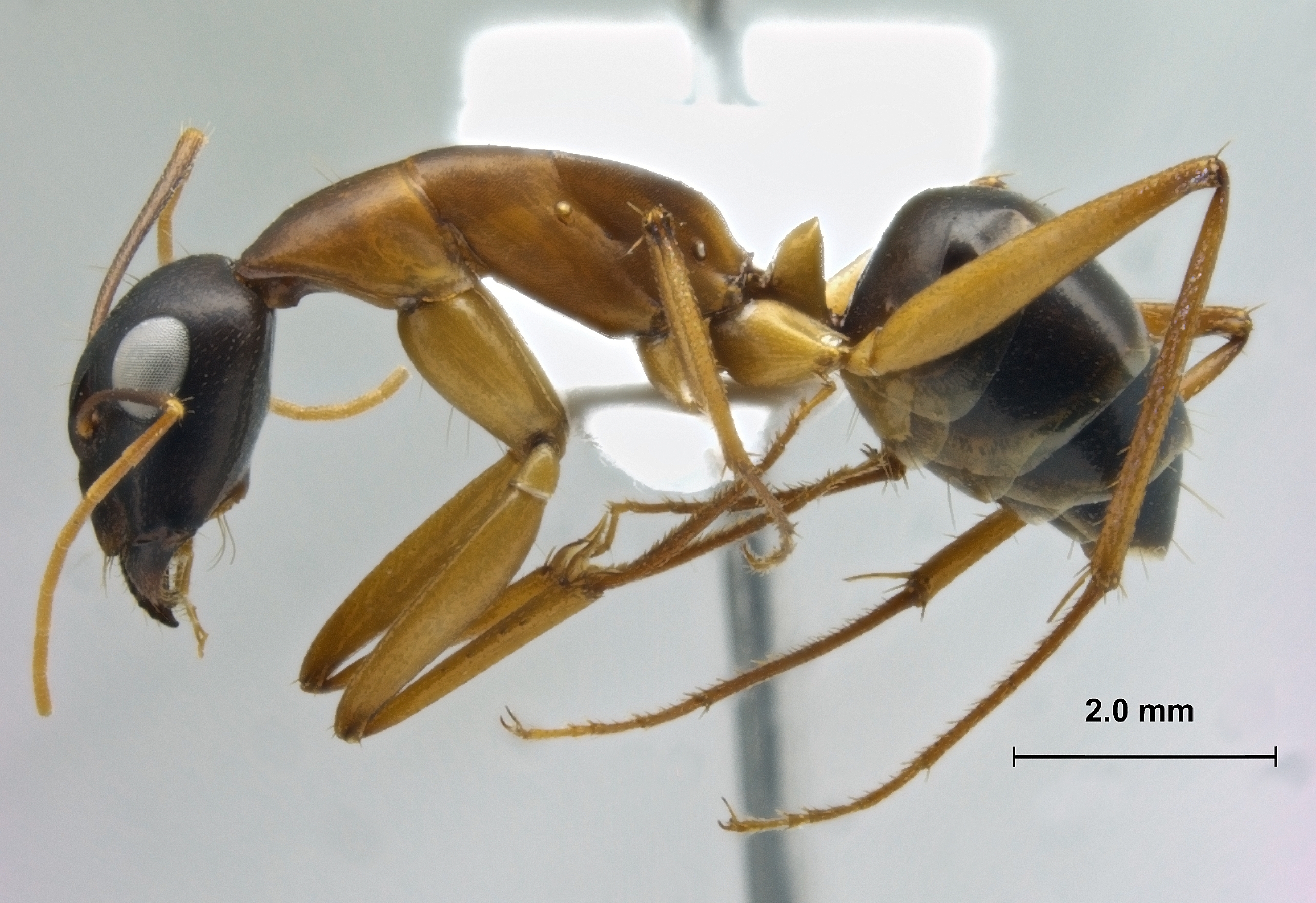 Camponotus oasium lateral