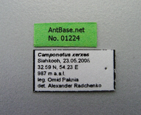 Camponotus xerxes label