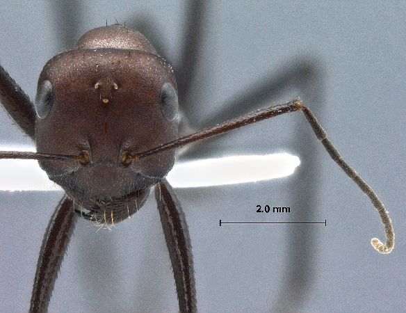 Cataglyphis bergianus frontal