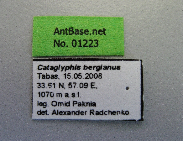 Cataglyphis bergianus label