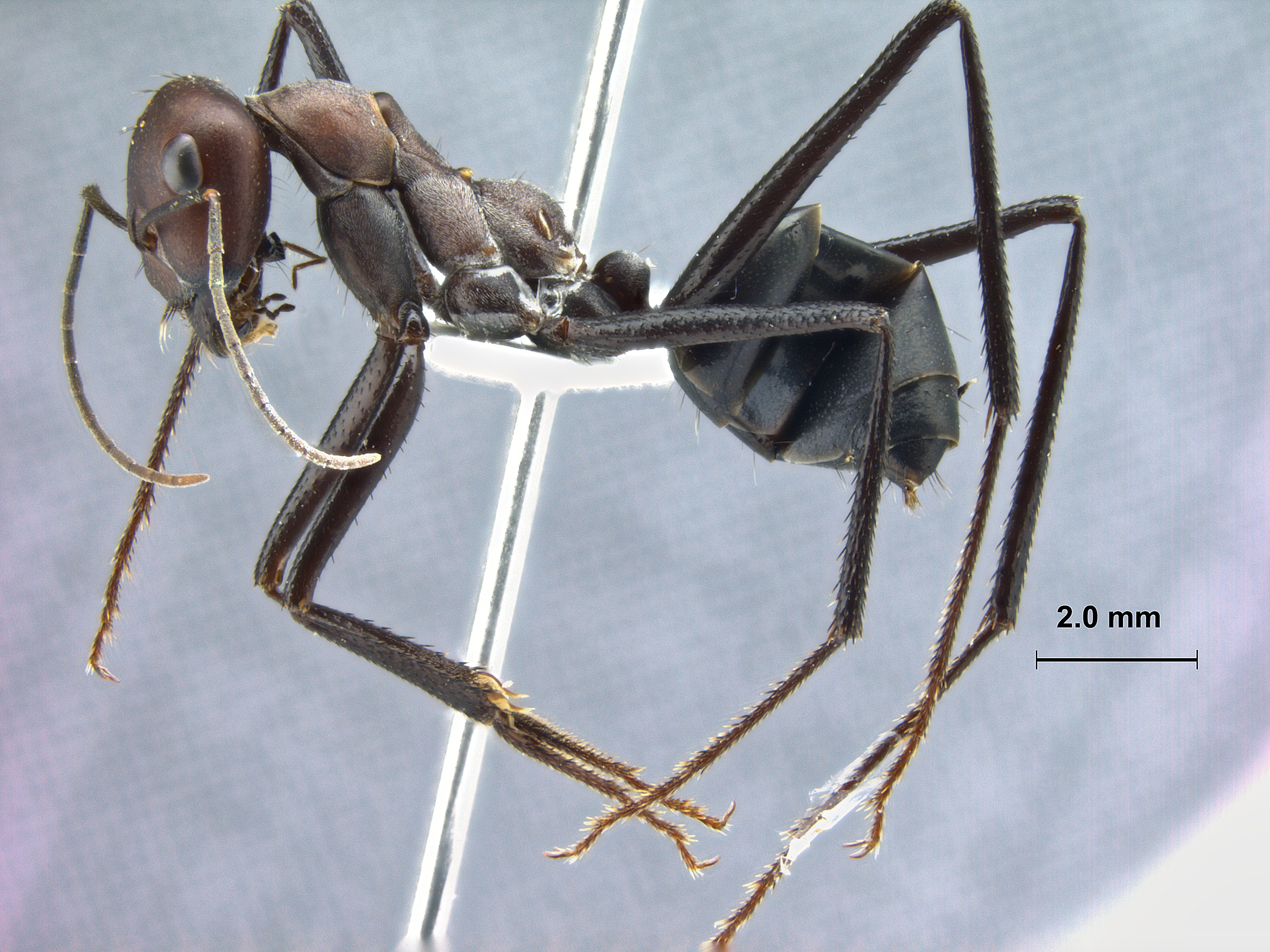 Cataglyphis bergianus lateral