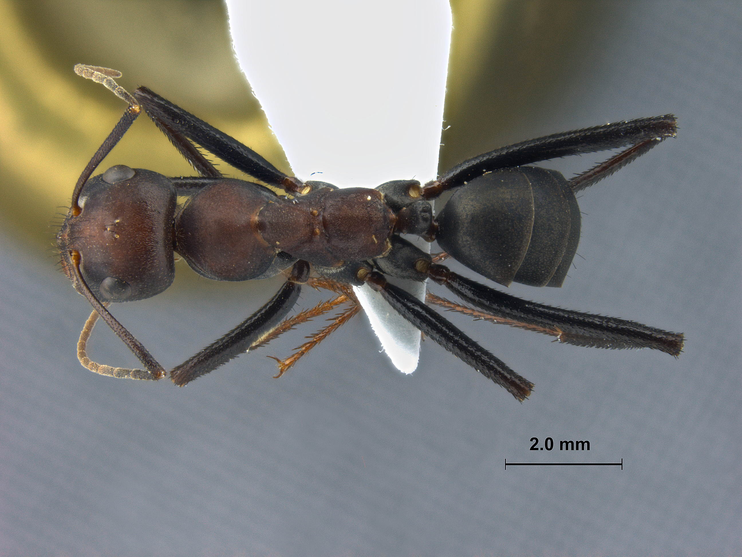 Cataglyphis kurdistanicus dorsal