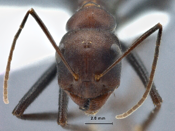 Cataglyphis kurdistanicus frontal