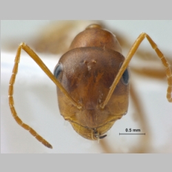 Cataglyphis sp Foerster, 1850 frontal