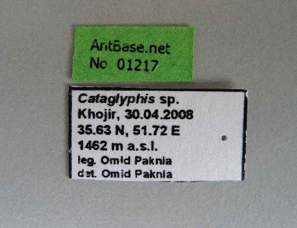 Cataglyphis sp label