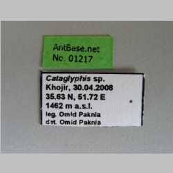 Cataglyphis sp Foerster, 1850 label