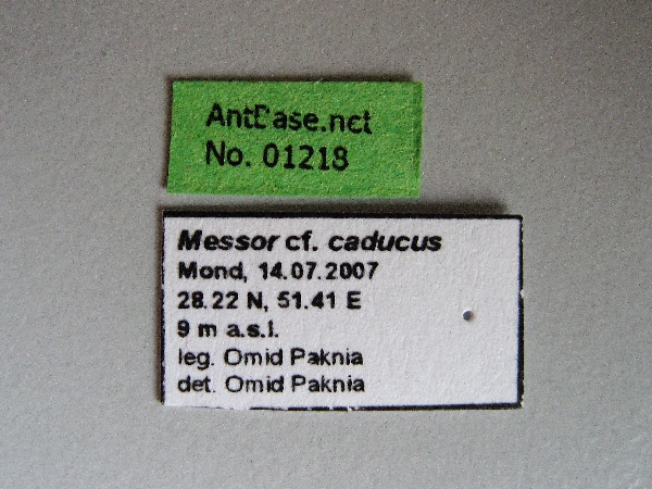 Messor cf. caducus label