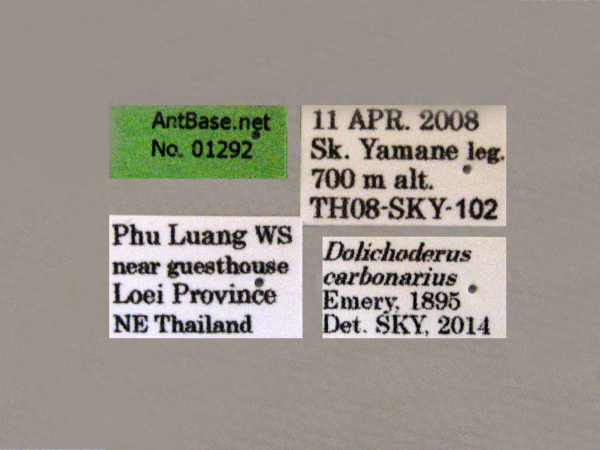 Dolichoderus carbonariuslabel