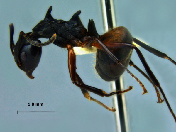 Dolichoderus cuspidatus lateral