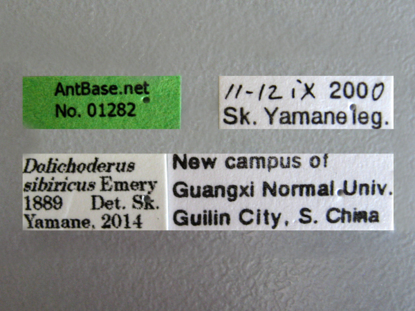 Dolichoderus sibiricus label