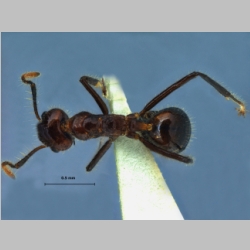 Dolichoderus siggi Sk. Yamane, 2011 dorsal