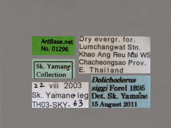 Dolichoderus siggi label