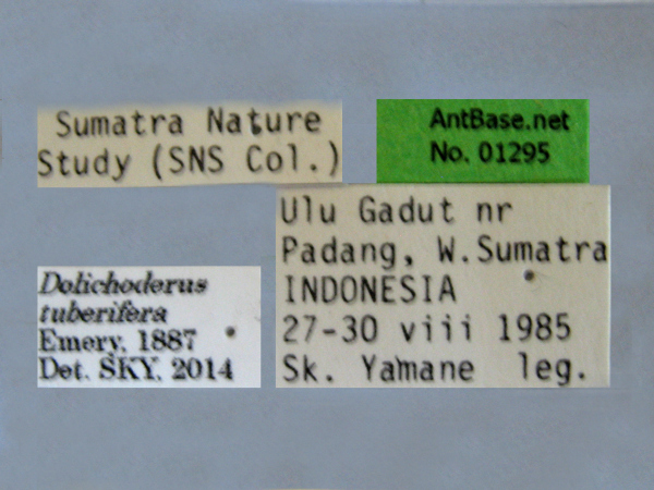 Dolichoderus tuberifera label
