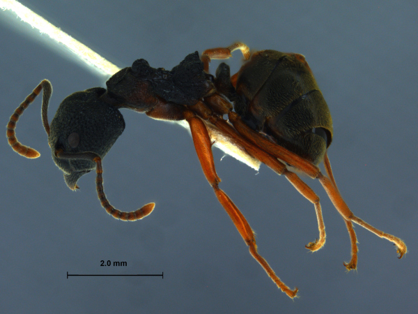 Dolichoderus tuberifera lateral