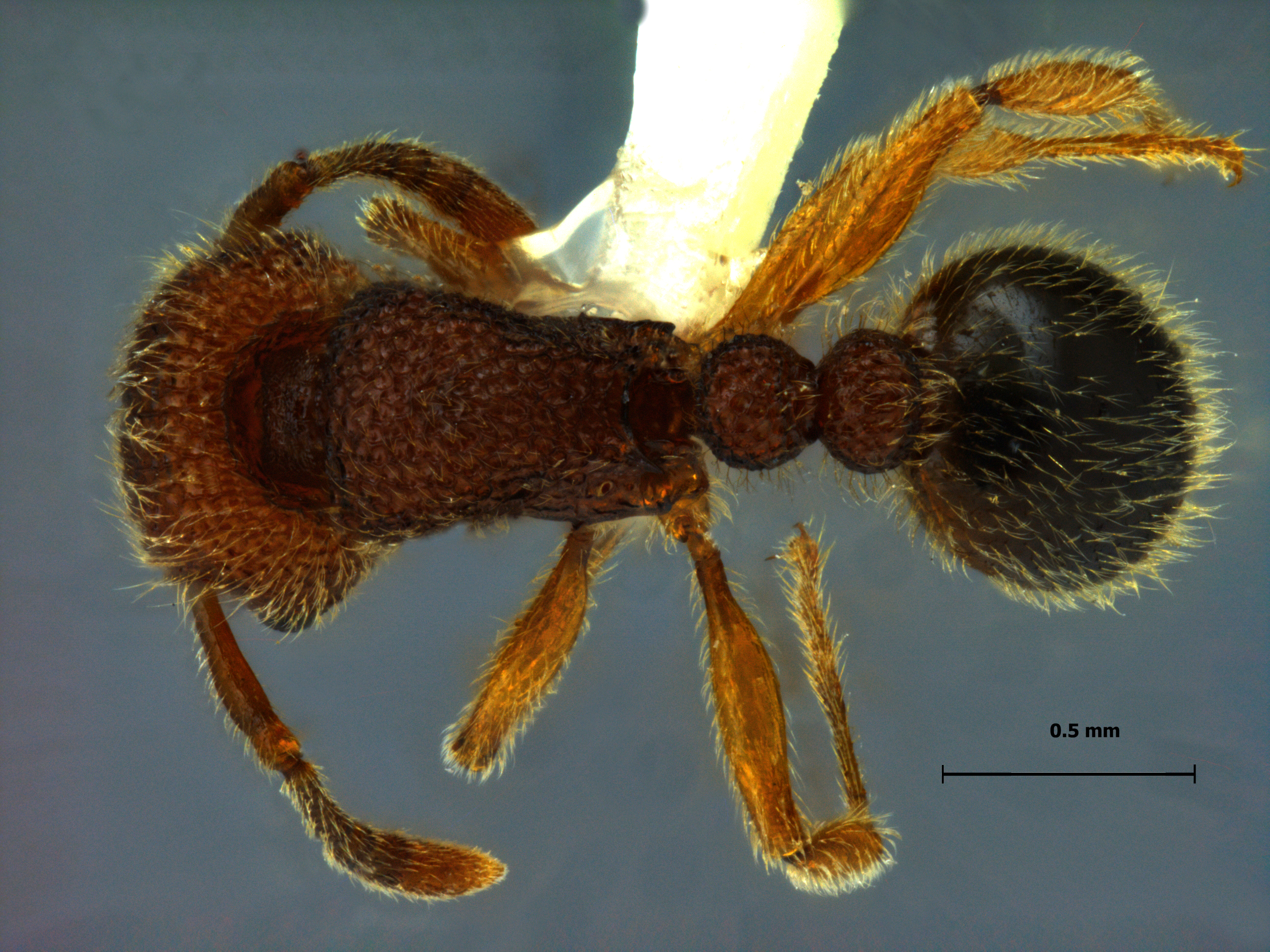 Tetramorium polymorphum dorsal