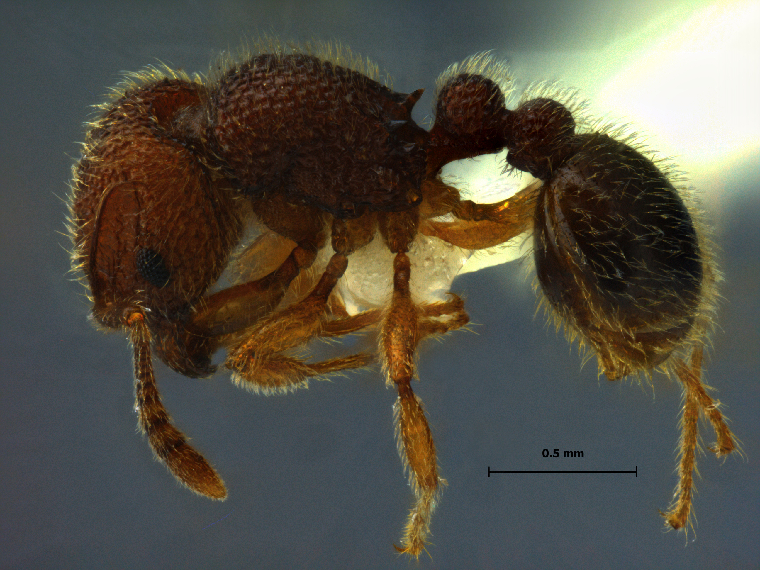 Tetramorium polymorphum lateral