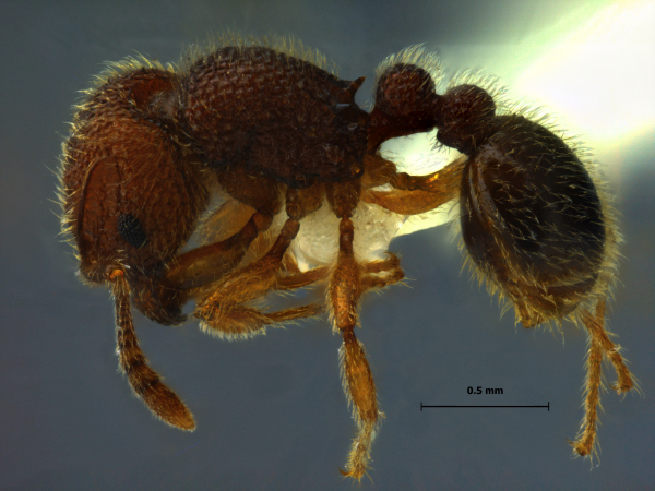 Tetramorium polymorphum lateral