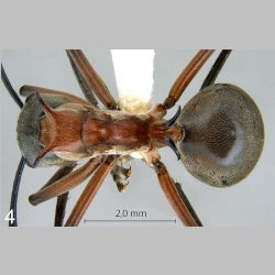 Polyrhachis bellicosa worker Fr. Smith 1859 dorsal