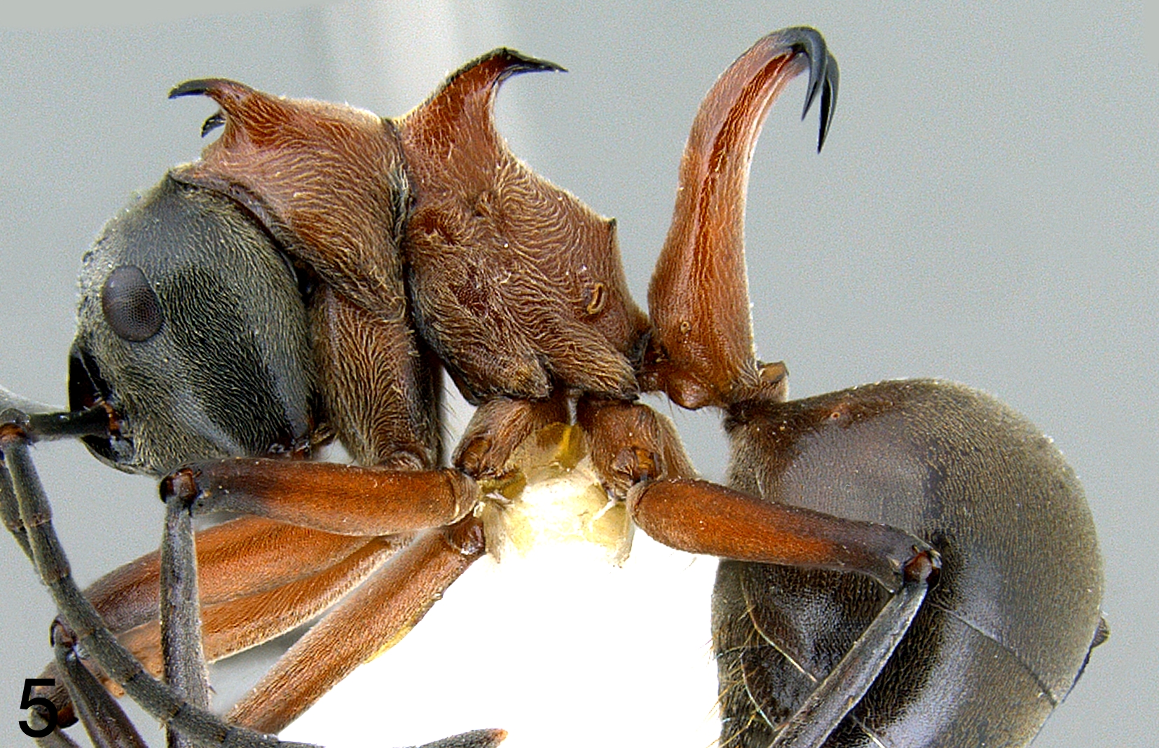 Polyrhachis bellicosa worker lateral