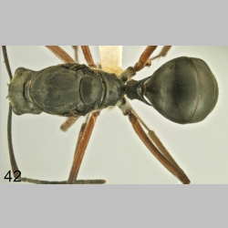 Polyrhachis bellicosa queen Fr. Smith, 1859 dorsal