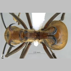 Polyrhachis bihamata Drury, 1773 dorsal