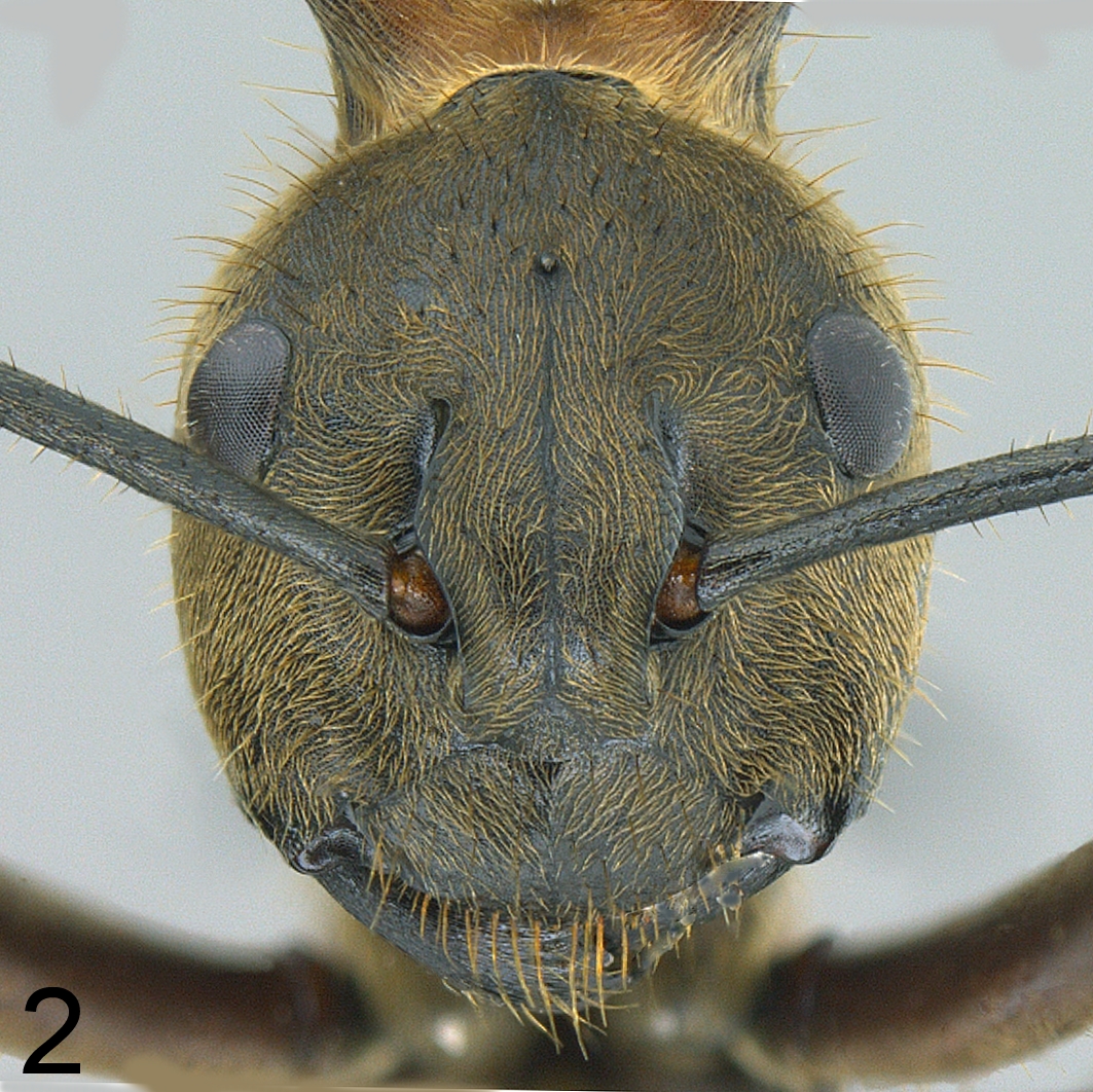 Polyrhachis bihamata frontal