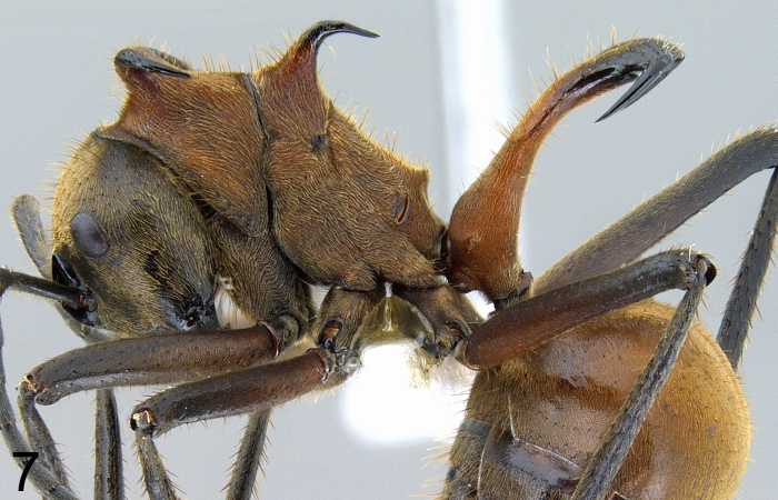 Polyrhachis bihamata lateral