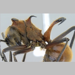 Polyrhachis bihamata Drury, 1773 lateral