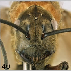 Polyrhachis bihamata queen new Drury, 1773 frontal